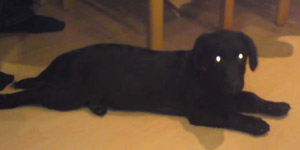Maxi 1