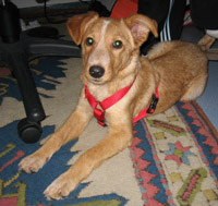 Molly2