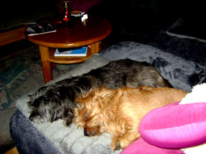 Muffy2