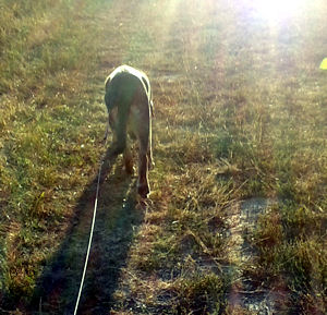 Nala-.3