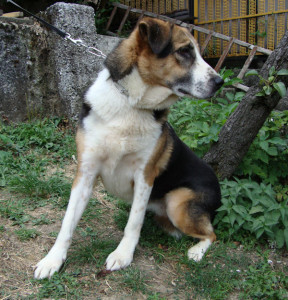 Nella