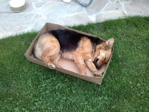 Nelly---2