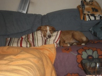 Traveler Digital Camera