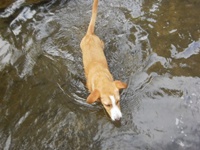 Traveler Digital Camera