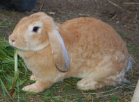 Pipi2