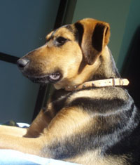 Pippo3
