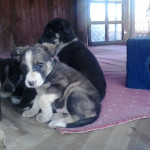 3 Hundebabies in Sicherheit