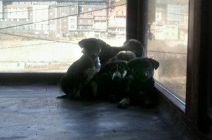Hundebabies in Sicherheit