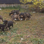 11 Hundebabies