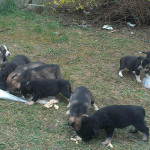 11 Hundebabies