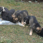 11 Hundebabies