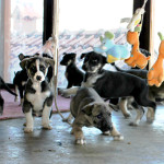 10 gerettete Babies