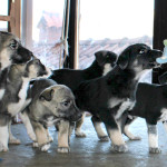 10 gerettete Babies