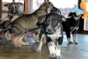 10 gerettete Babies