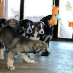 10 gerettete Babies