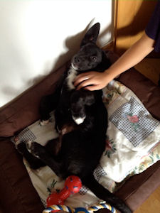 Ralph-.2