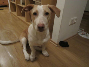 Reni-.2