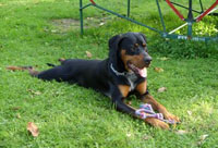 Rex 1