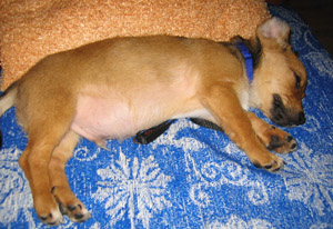 Rocky1