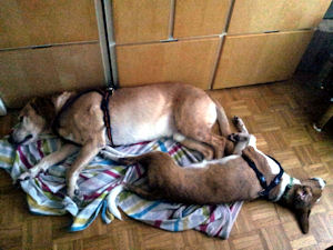 Ronny u Tina-.1