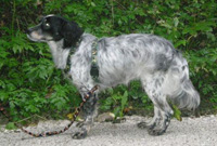 Roxy2