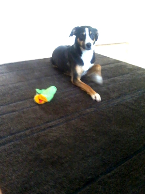 Rudy1
