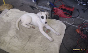 Sammy1