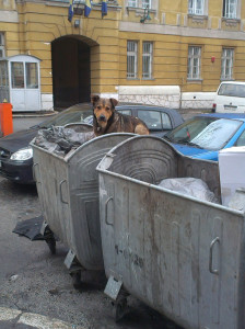 Strassenhunde in Sarajevo