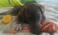 Saro2