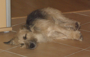 Struppi1