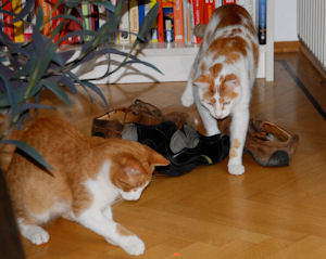 Suki und Muki- 1
