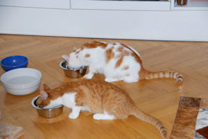 Suki und Muki- 2