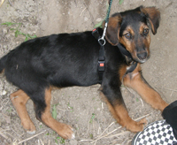 Teddy2