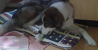 Tibor3