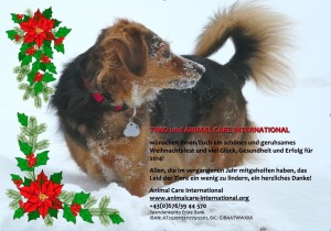 Timo Weihnachten 2013