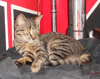 Velvet u Skardi