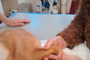 Physiotherapie für Viva