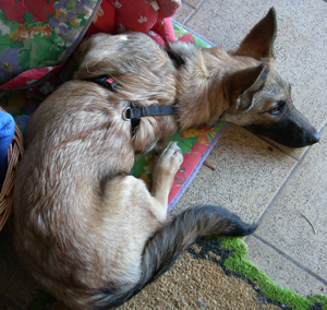 SAMSUNG DIGITAL CAMERA