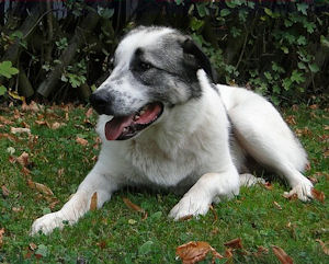 fido (3)