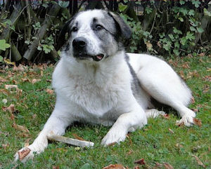 fido (4)