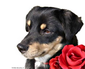 millie-portrait--klein